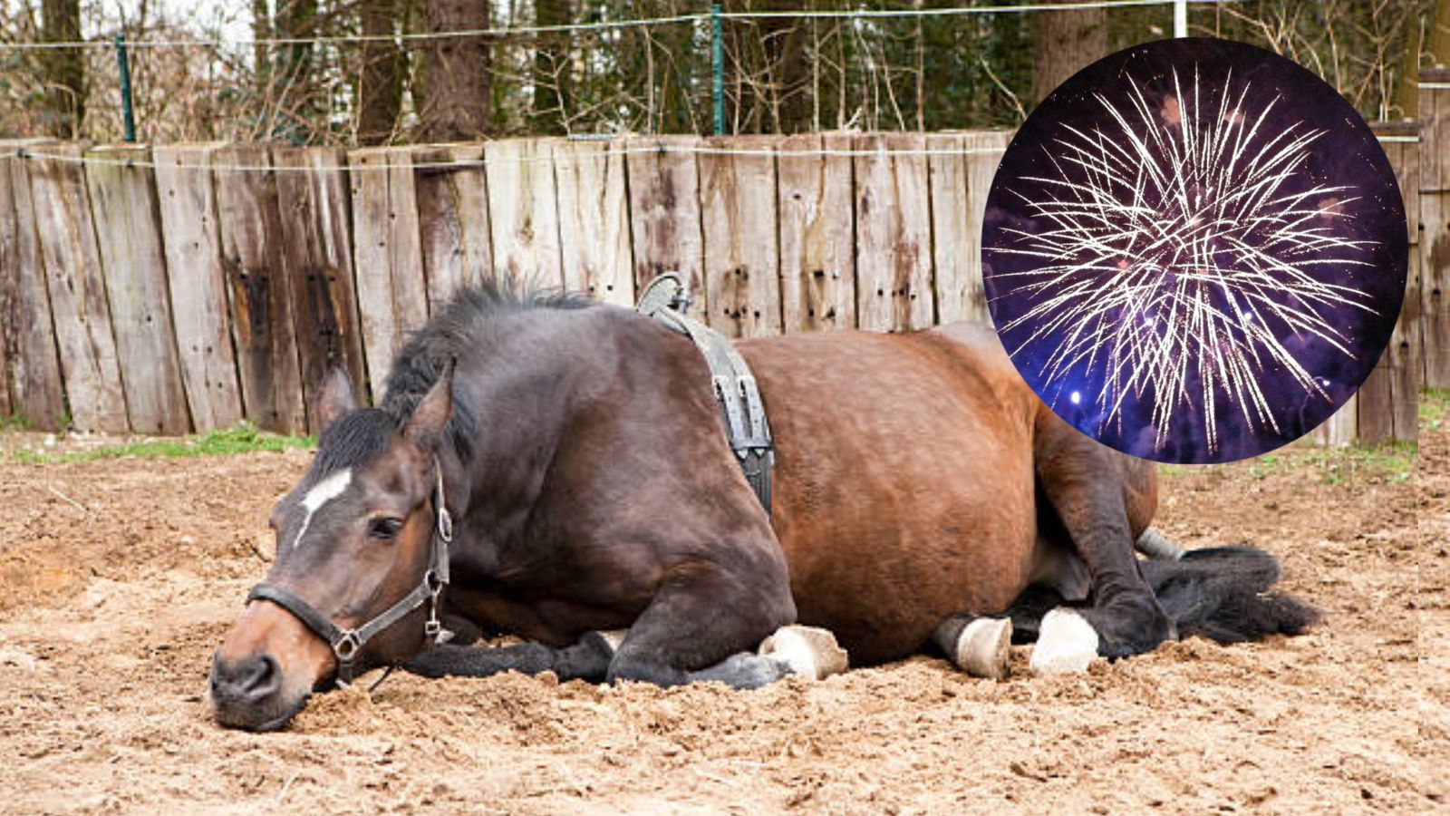 Yegua aborta por pólvora en el Tolima y crece preocupación por los animales