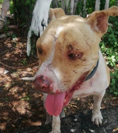 Triste-caso-de-adopción-y-abandono-de-Zeus-un-canino-de-raza-Pitbull..jpg