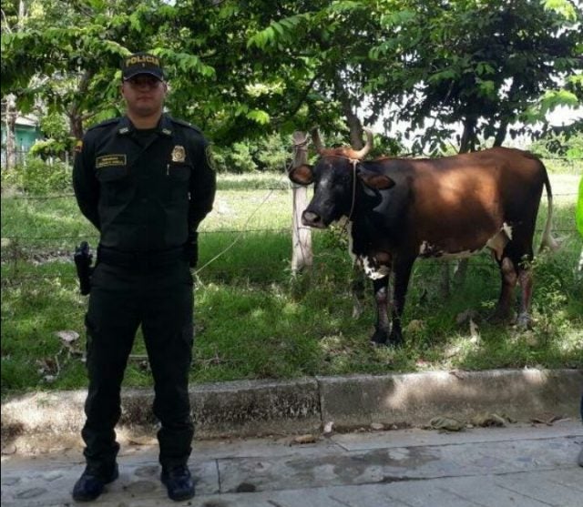 recuperaron-los-semovientes-hurtados-en-payande.jpg