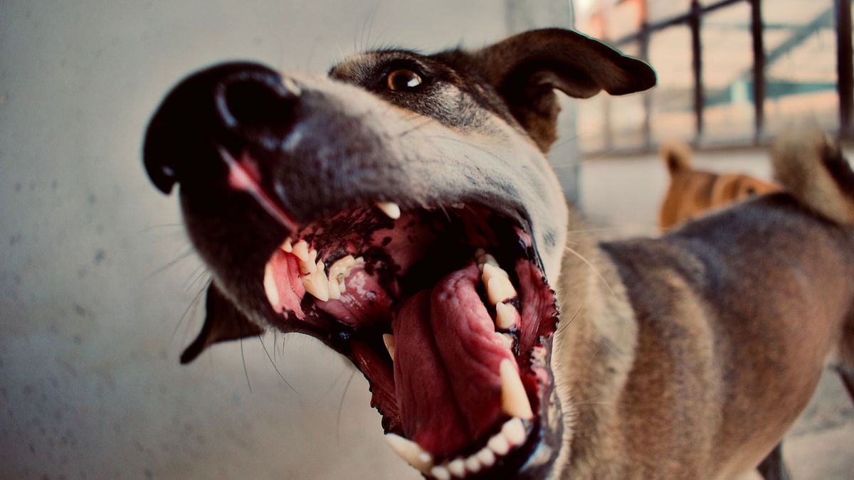 Perro bravo ladrando