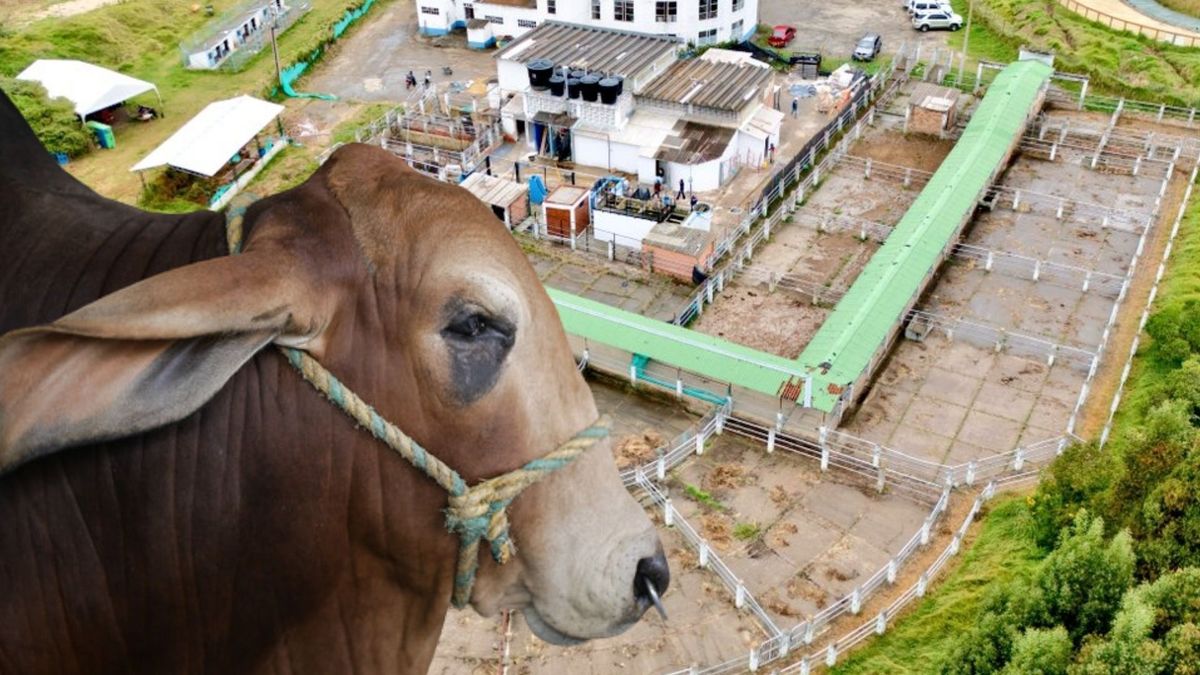 Carne bajaría de precio: en marzo entregan planta de ganado en Cundinamarca