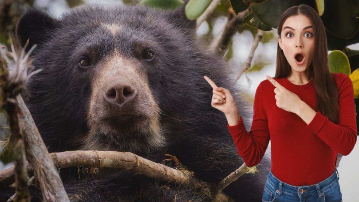 Oso andino visto en Villapinzón, Cundinamarca - mujer sorprendida