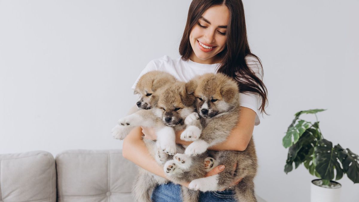 Llegan 800 esterilizaciones gratis a Suba y Engativá: fechas y requisitos