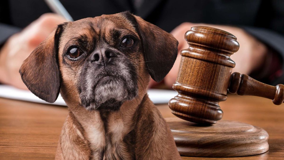 La justicia da un paso firme en la protección animal en Colombia