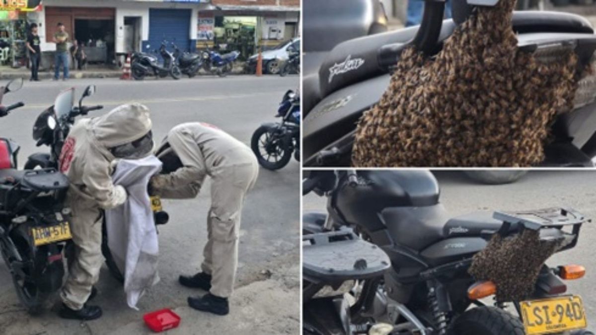 Enjambre de abejas causa alarma en zona urbana de Barbosa, Santander, tras posarse sobre una motocicleta