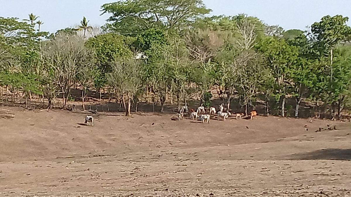 Ganado afectado por la sequía en Córdoba