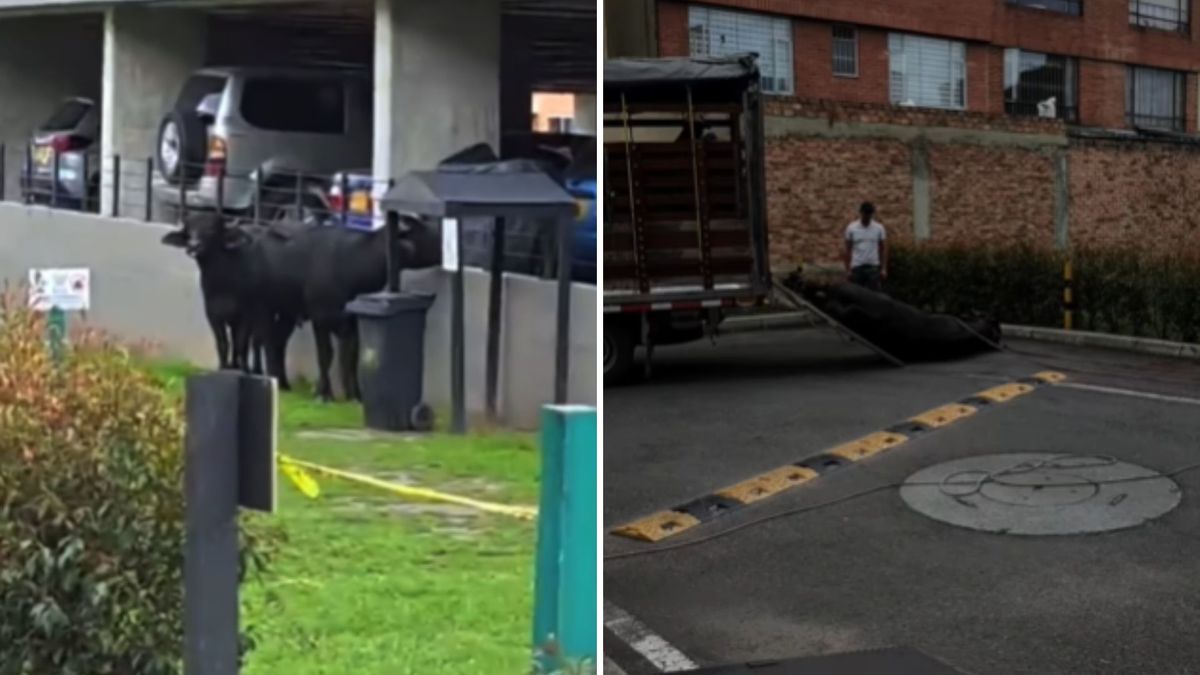Búfalos desbocados en Zipaquirá