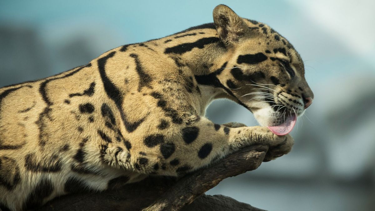 Rescatan tigrillo lanudo atropellado en Itagüí y luchan por salvarle la vida