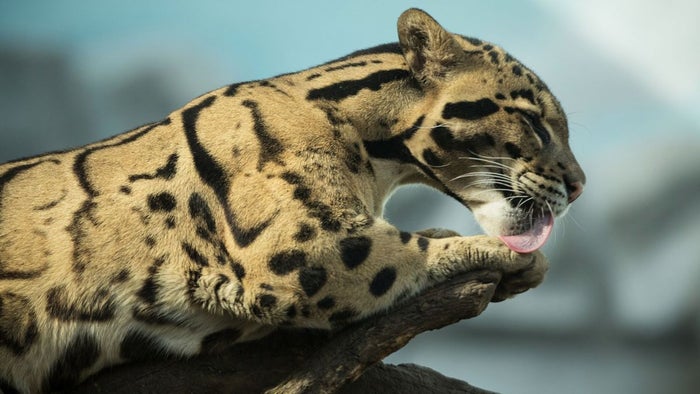 Rescatan tigrillo lanudo atropellado en Itagüí y luchan por salvarle la vida