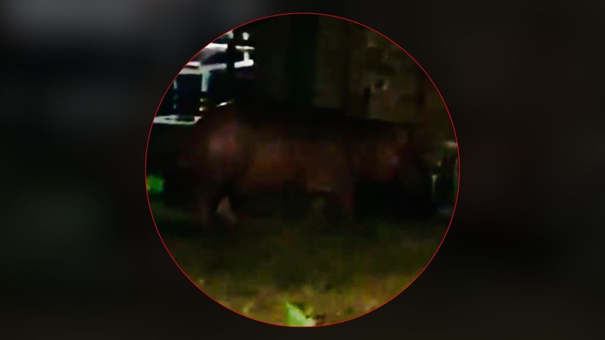 En zona rural de Barrancabermeja fue visto un hipopótamo