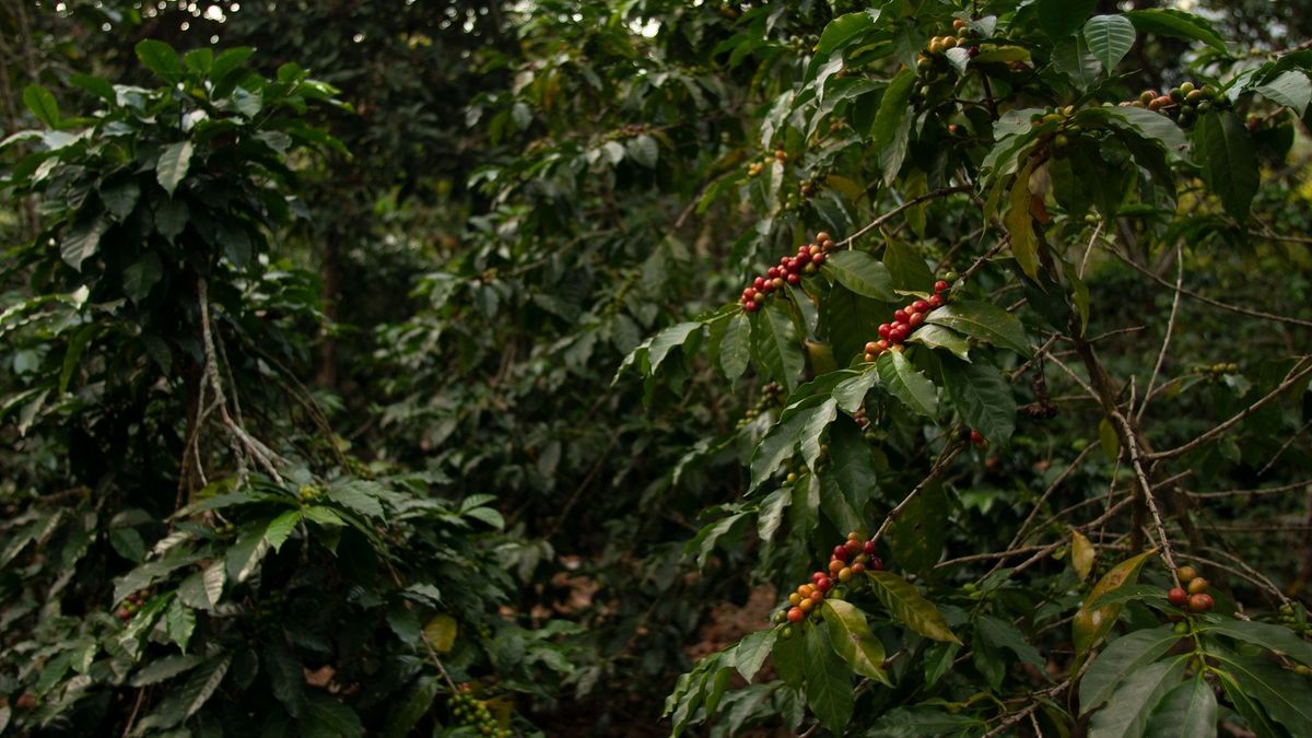 Hallan cuerpo enterrado en cafetal de Betulia