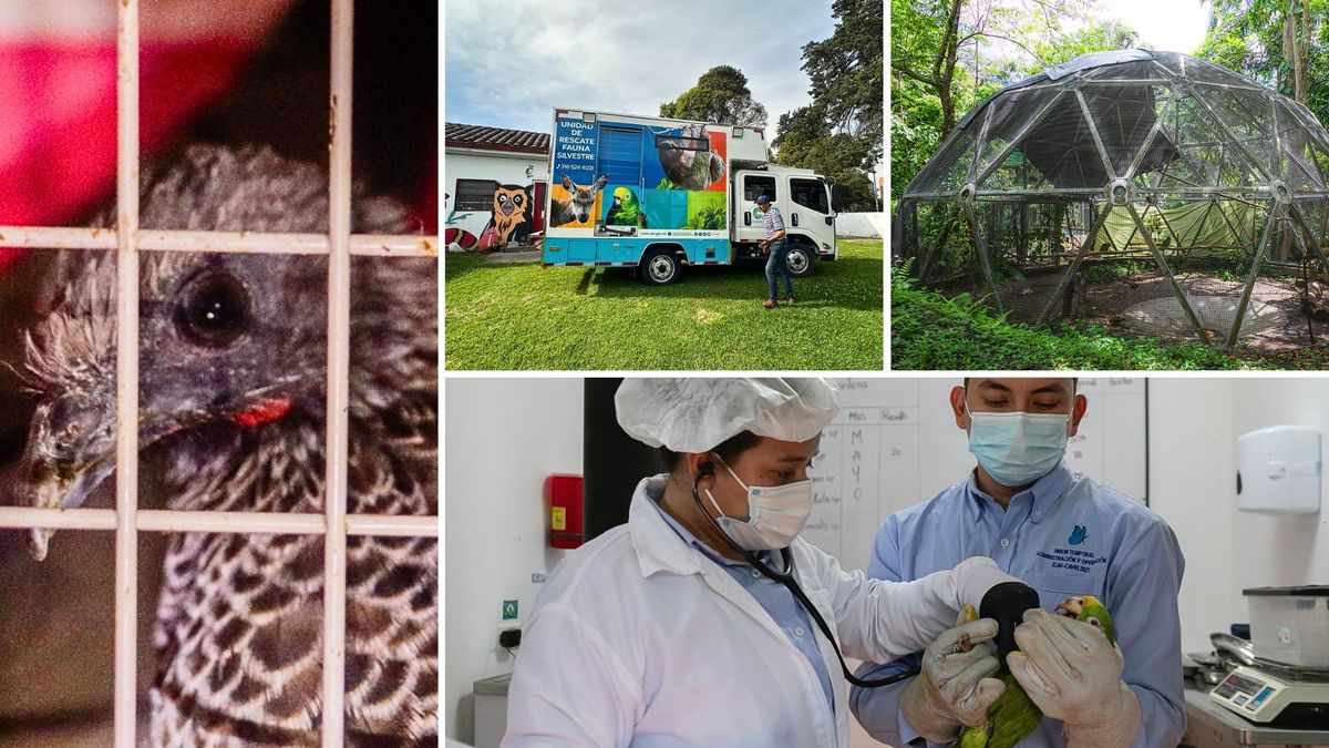 En Tocaima curan animales silvestres y los vuelven a soltar en la naturaleza
