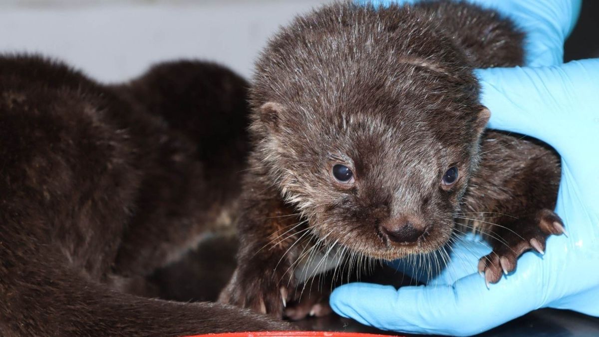 Rescate de nutrias en Pitalito, Huila