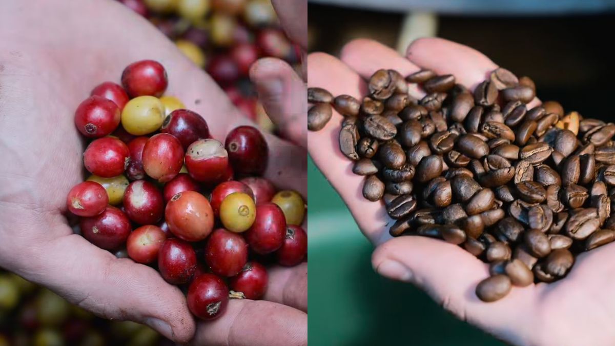 En Floridablanca buscan contribuir a la conservación de la cultura cafetera