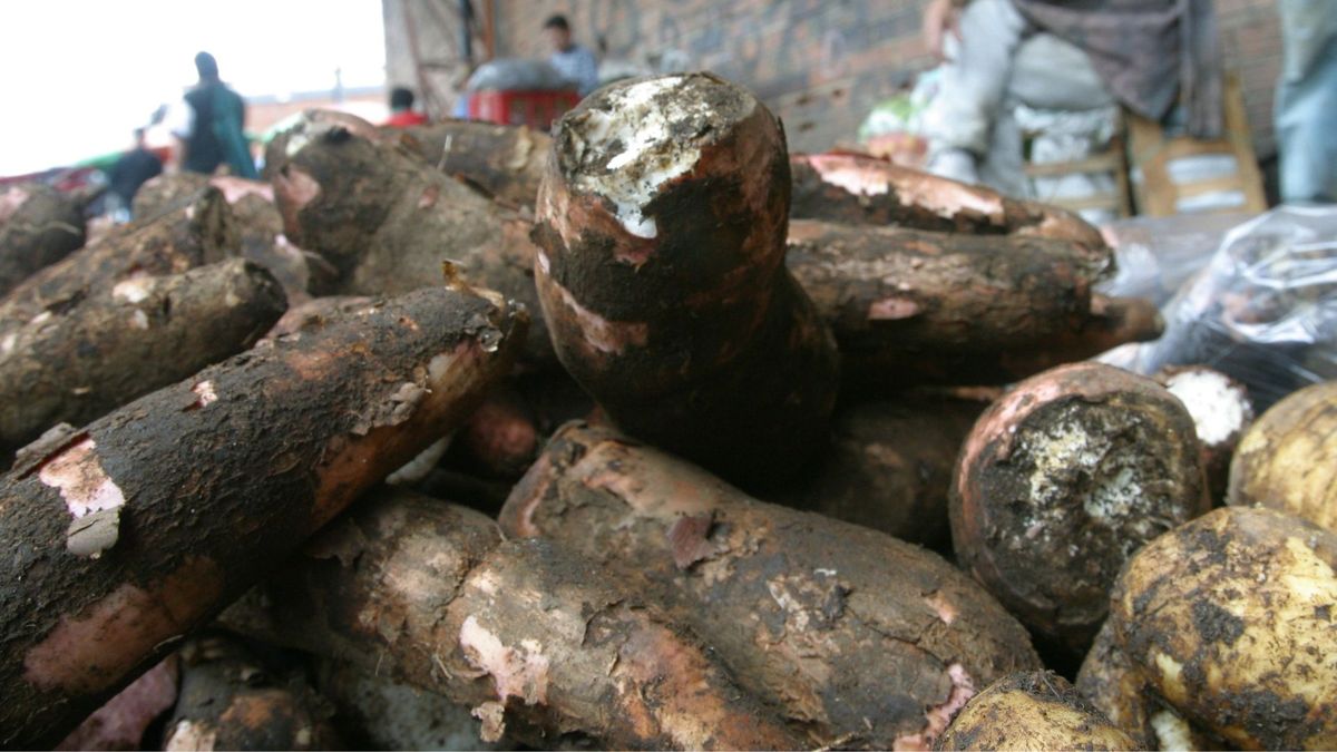 Yucas a la venta en plaza de mercado