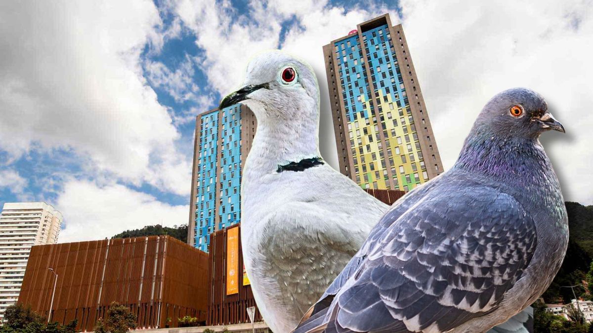 Palomas de la Plaza ahora son estrellas de cine en Bogotá