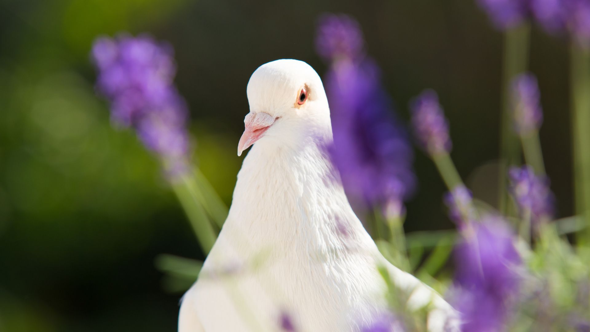 Las palomas también cuentan historia: estreno de corto gratis en Bogotá