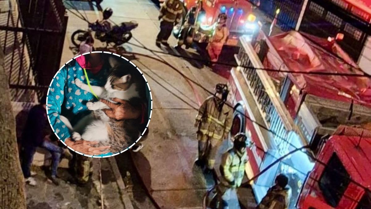Así fue la atención del gato de las siete vidas tras incendio en Bogotá