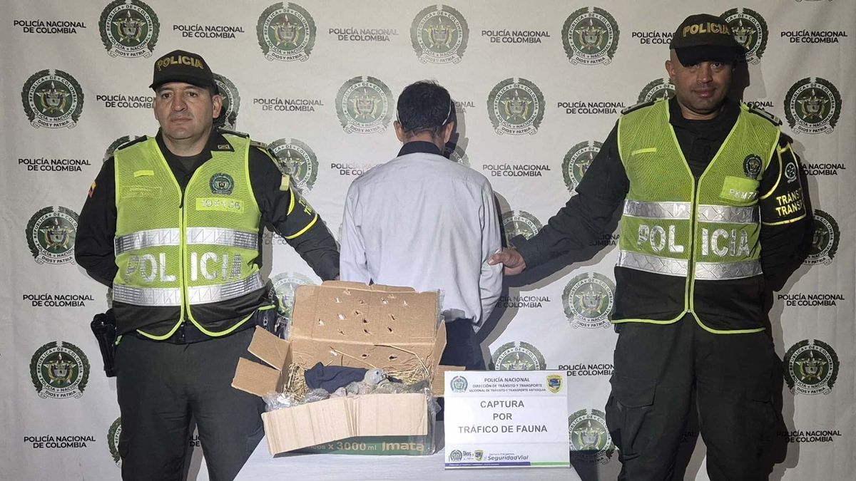 Policía frustró tráfico de loras frentiamarilla en carretera de Antioquia