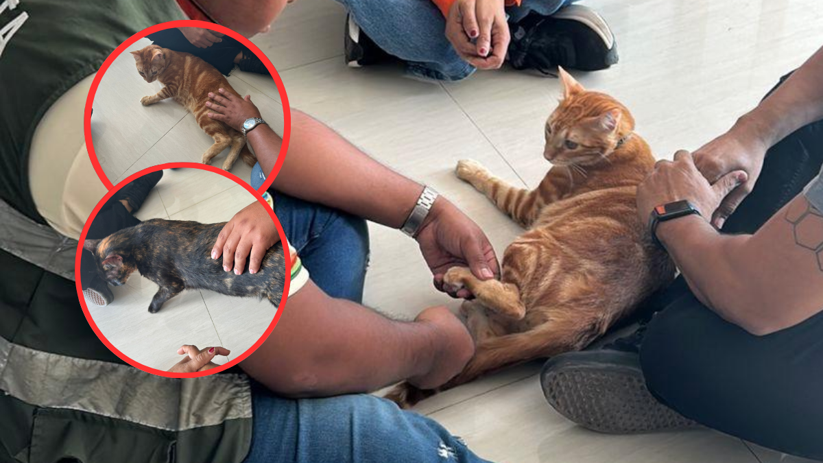 Gato maltratado en Cartagena