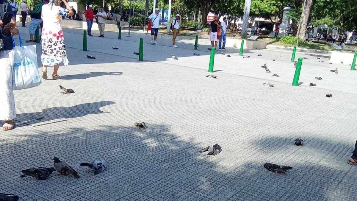Palomas muertas en Montería, Córdoba