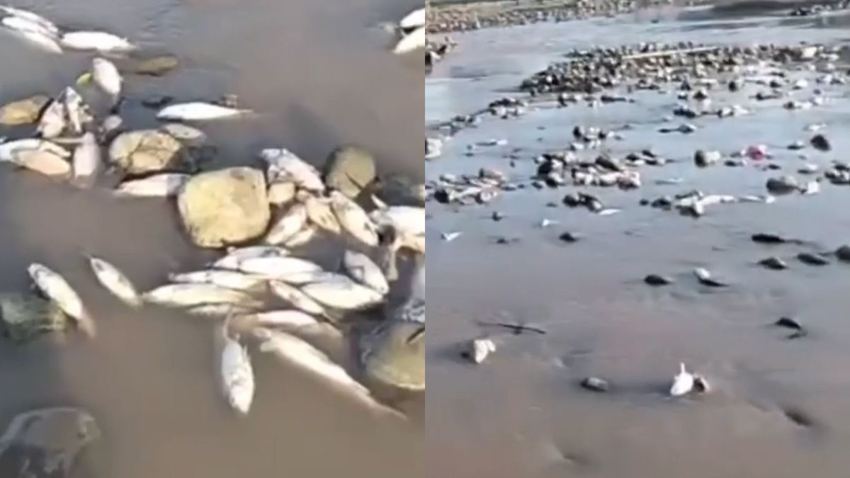 Peces muertos en el río Lebrija