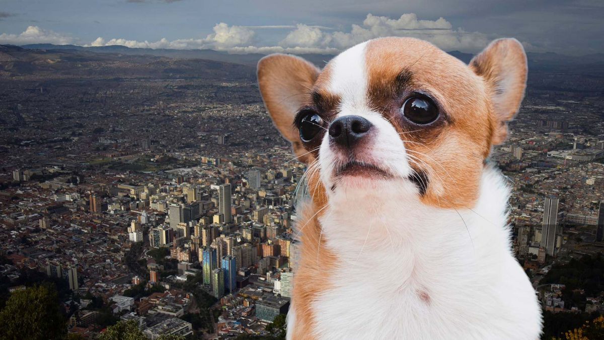 Confirmadas las jornadas de esterilización gratuita en Bogotá