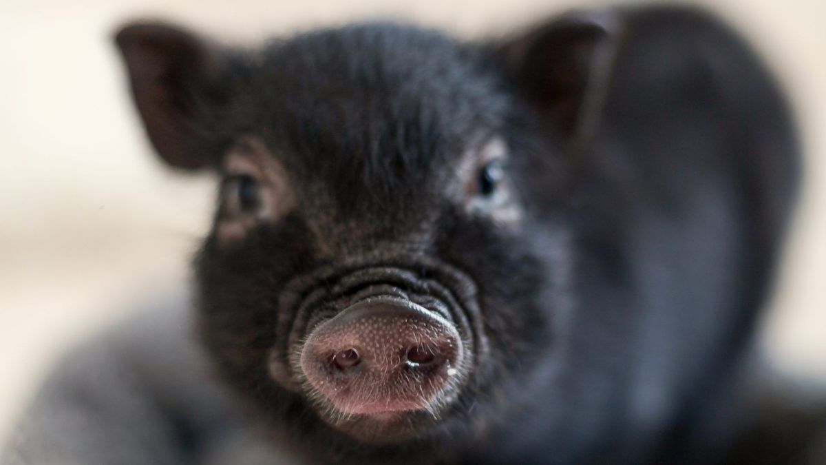 Compran mini pigs por moda y luego los abandonan en Pereira