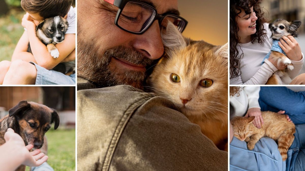 Bogotá realiza gran jornada de adopción este sábado 31 de enero.