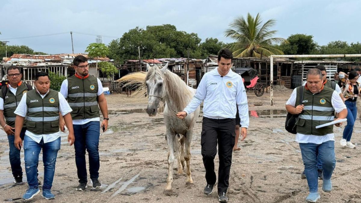 Adopción de caballos en Cartagena