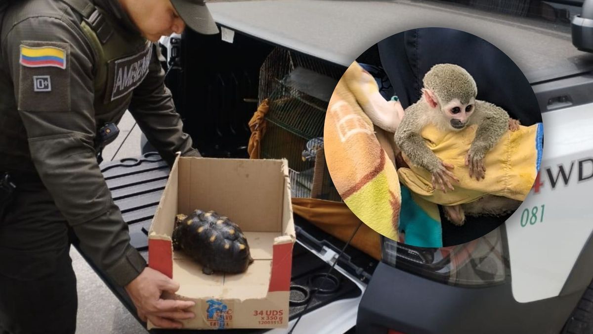 Tortuga y mono rescatados por las autoridades en Bogotá