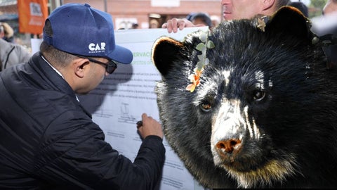 Pacto protege al oso andino en Cundinamarca y Boyacá