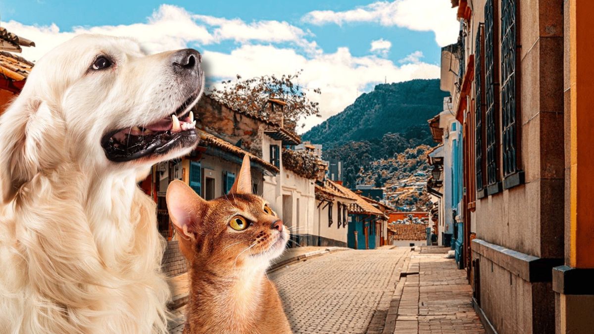 Jornada en La Candelaria dará esterilización GRATIS a mascotas especiales