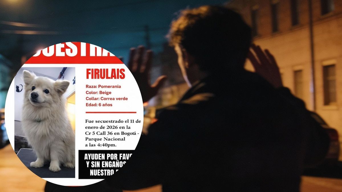 Imagen de referencia de robo/ foto de Firulais, perrita robada