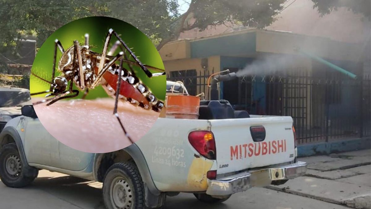 Foto de Aedes aegypti (mosquito del dengue) - Fumigación en barrios de la Localidad 1 de Santa Marta.