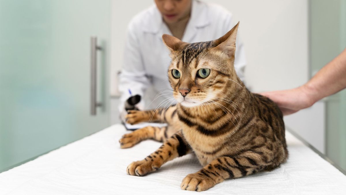 Distrito aclara el rumor del 'Covid de los gatos' y pide no entrar en pánico