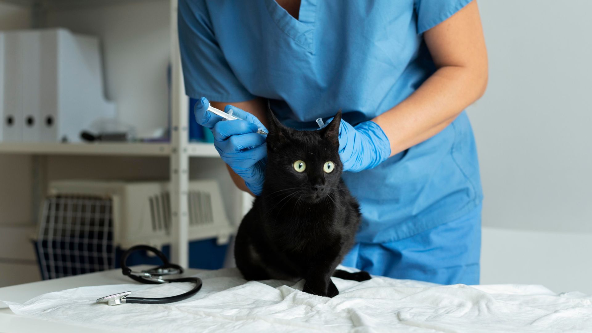 ¿Covid de gatos es real? Distrito explica enfermedad que genera alarma