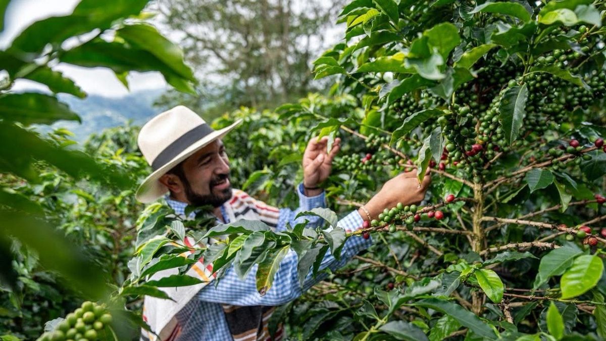 Productores cafeteros de Nariño y Tolima buscan acuerdos directos con Europa