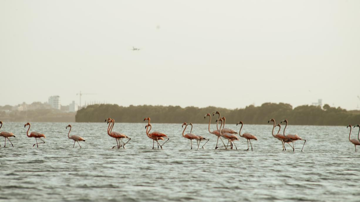 Ciénaga de la Virgen