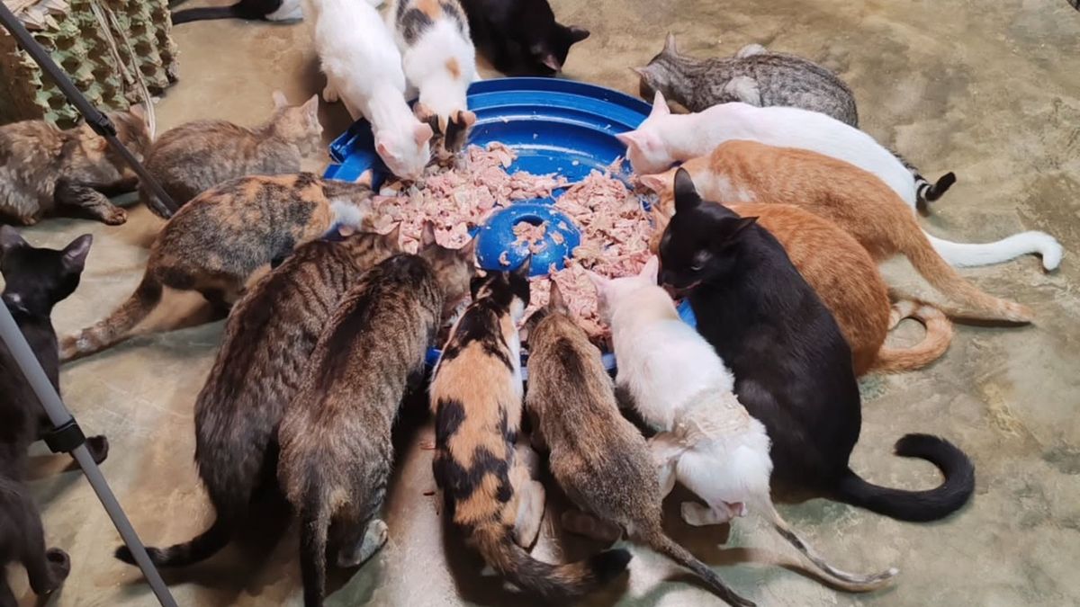 Fundación Huellitas de Amor El Playón