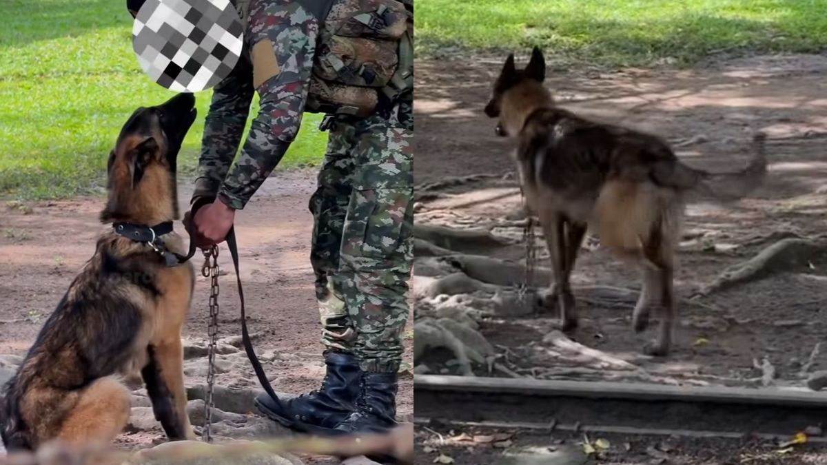 Maltrato animal en Piedecuesta
