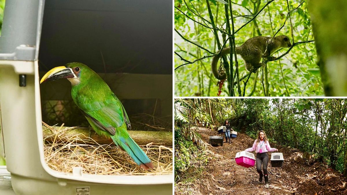Liberan mamíferos, reptiles y anfibios incautados por tráfico ilegal en Bogotá