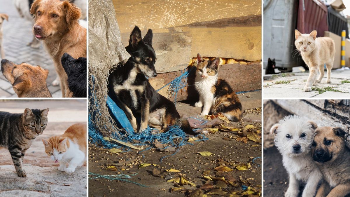 Abren cupos de servicio social para estudiantes que quieran ayudar animales