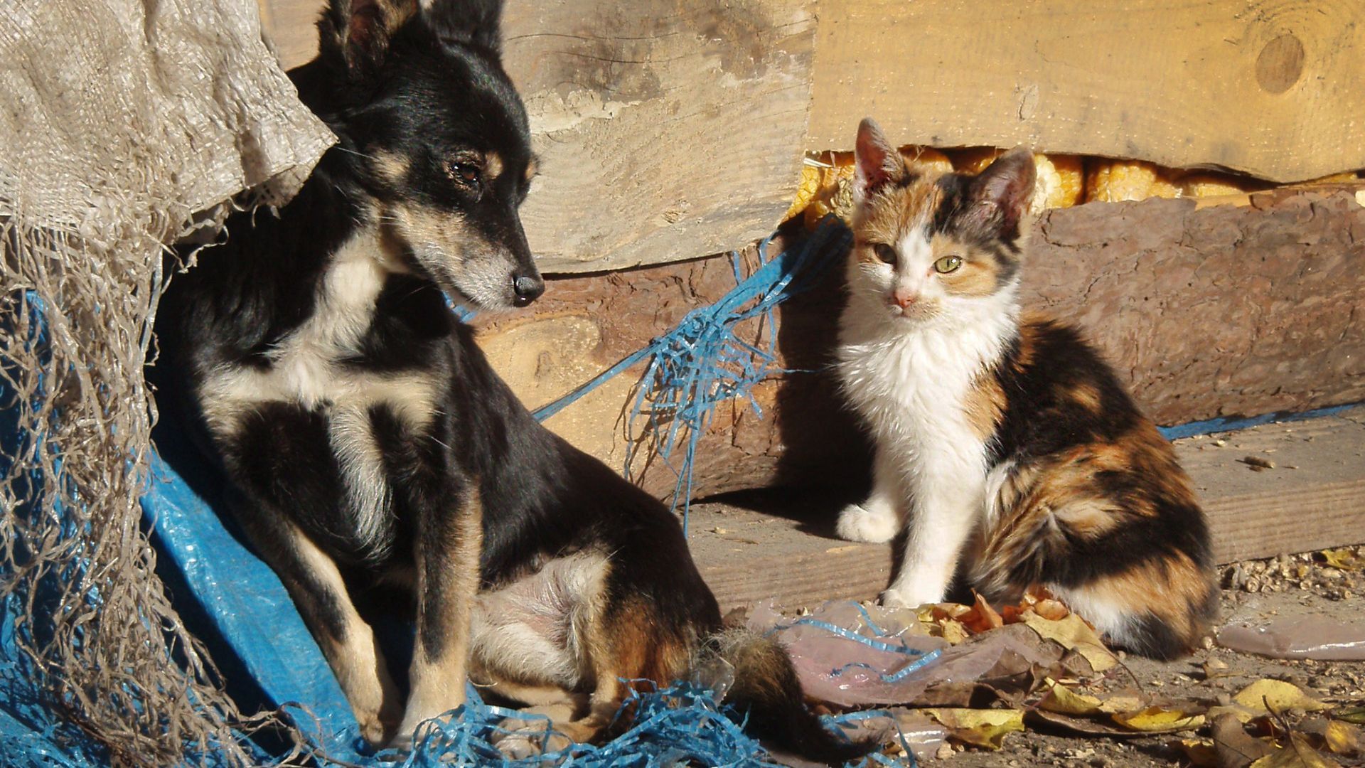 ¿Le interesa ayudar animales? Así puede cumplir el servicio social en Bogotá