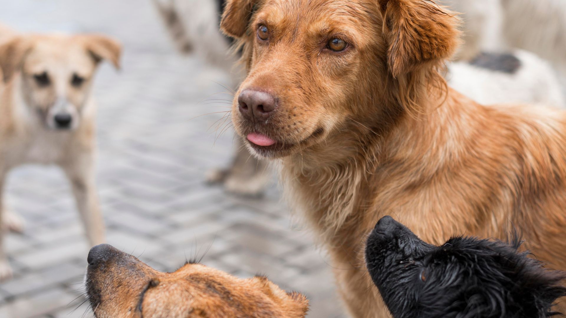 Estudiantes podrán hacer el servicio social ayudando a animales en Bogotá en 2026