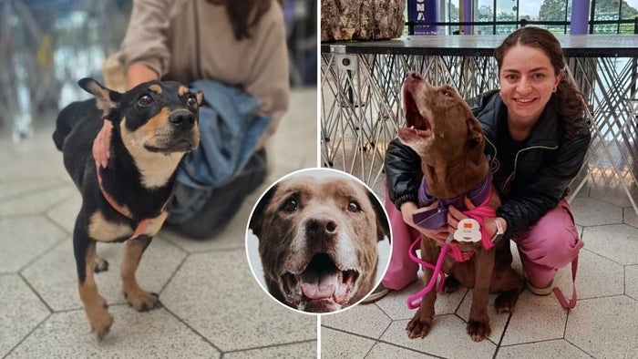 Shaira rescatada en Bogotá: tras 100 jornadas, por fin encontró un hogar