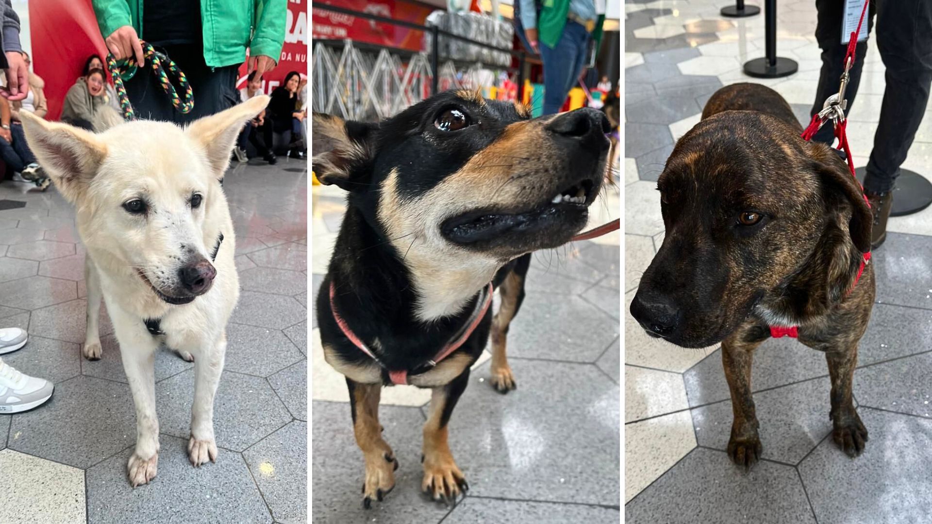 Jornadas de adopción en Bogotá