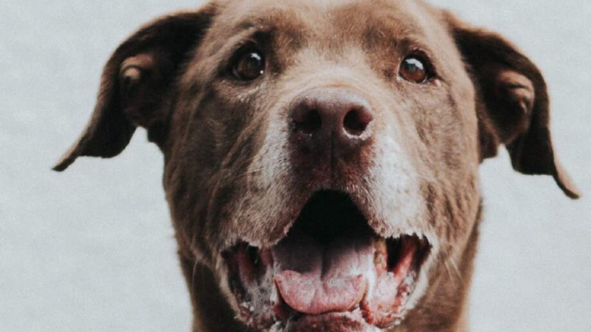 Conozca cómo Shaira consiguió su familia definitiva