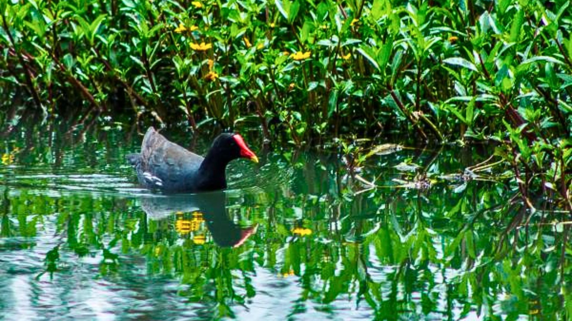 Humedales en Bogotá: plan para toda la familia y amantes de la naturaleza
