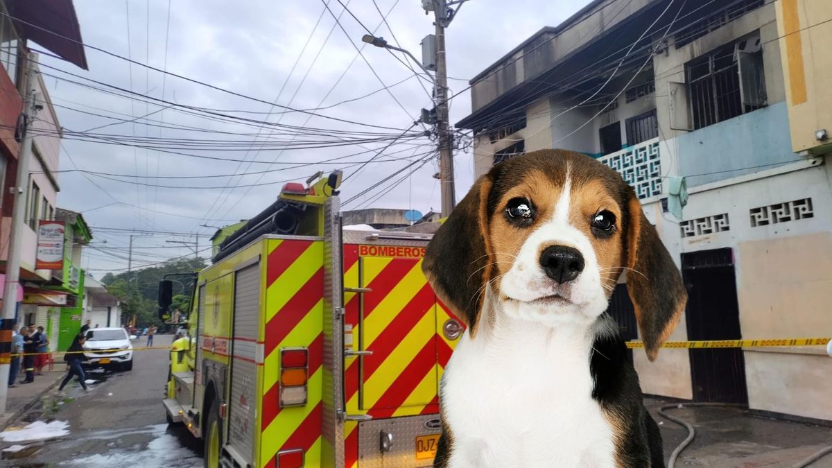En enero se registraron 15 incendios en Neiva y el reporte oficial confirma la muerte de cuatro mascotas durante las emergencias.
